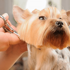 Peluquería canina a domicilio Concepción