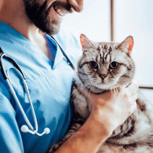 Veterinario a domicilio Concepción