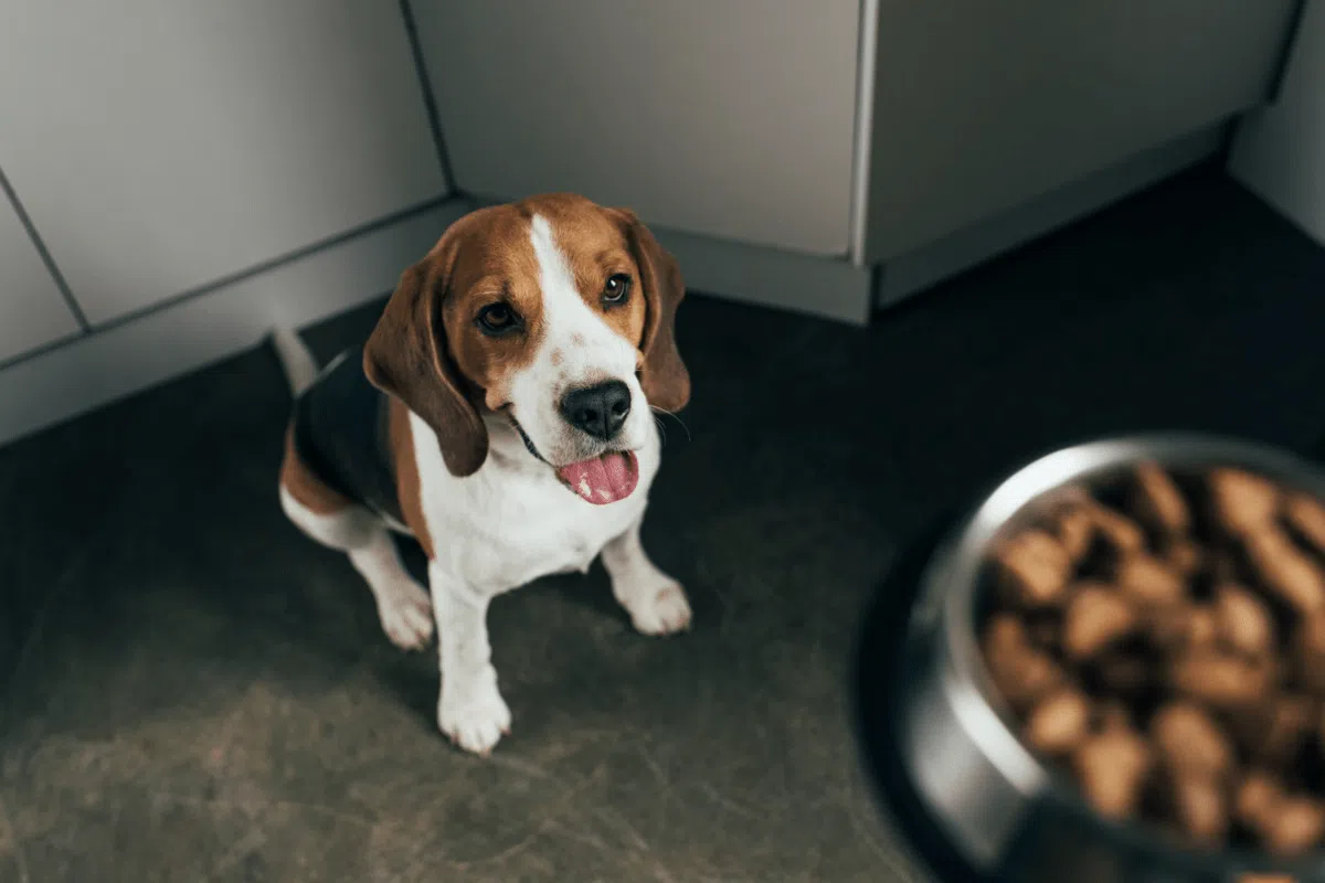 cuáles son los mejores alimentos súper premium para perros en chile