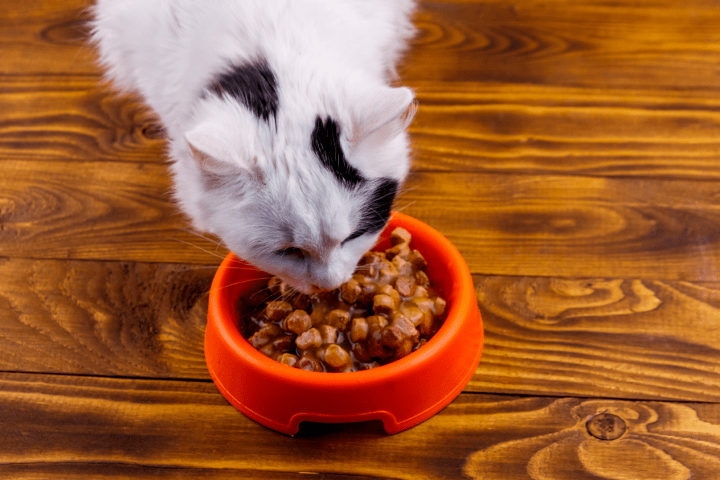 mejores alimentos húmedos para gatos en chile